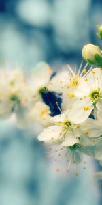 Flowers,Flowering,Branch,Buds,Close Up,Bloom,Spring