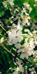 Flowers,Flowering,Branch,Garden,Bloom