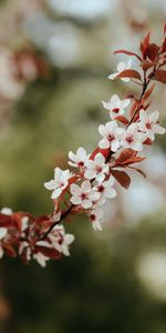 Flowers,Flowering,Branch,Leaves,Bloom