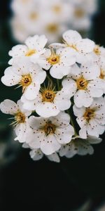 Branche,Macro,Fleurs,Source,Floraison,Printemps