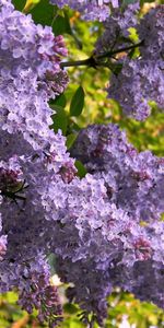 Flowers,Flowering,Branch,Mood,Bloom,Lilac,Spring