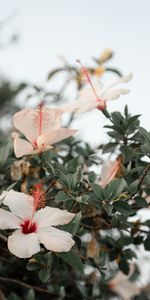 Flowers,Flowering,Branch,Pink,Bloom,Hibiscus