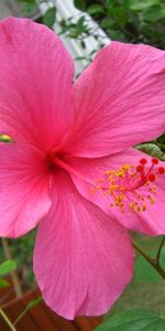 Flowers,Flowering,Branch,Stamen,Bloom,Hibiscus