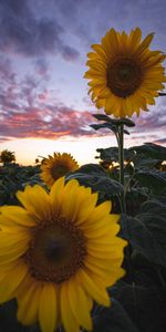 Domaine,Champ,Fleurs,Floraison,Tournesols