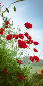 Flowers,Flowering,Flower Bed,Flowerbed,Poppy,Bloom