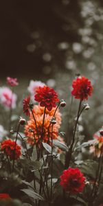 Bourgeons,Parterre,Dahlias,Fleurs,Parterre De Fleurs,Floraison