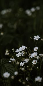 Flowers,Flowering,Glade,Zvezdchatka,Bloom,Polyana,Star