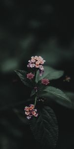 Feuilles,Inflorescences,Inflorescence,Lantana Voûtée,Lantana Voûté,Fleurs,Floraison