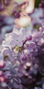 Fleurs,Lilas,Floraison,Buisson