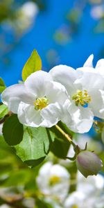 Flowers,Flowering,Mood,Greens,Sunny,Bloom,Spring