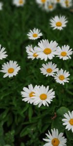 Flowers,Flowering,Plant,Camomile,Bloom