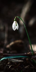 Flowers,Flowering,Snowdrop,Bloom,Flower,Spring