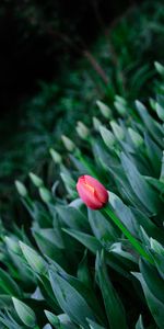 Tulipe,Source,Floraison,Printemps,Fleurs