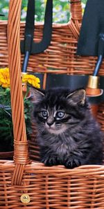 Flowers,Fluffy,Basket,Animals,Kitty,Field,Kitten