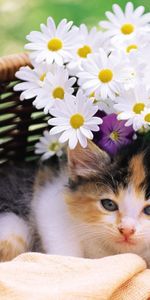 Flowers,Fluffy,Kitty,To Lie Down,Lie,Basket,Animals,Kitten