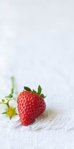 Flowers,Food,Berry,Strawberry,Cloth