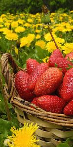 Flowers,Food,Dandelions,Basket,Strawberry,Berries,Meadow