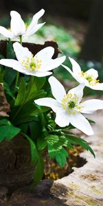 Flowers,Forest,Greens,Stump,Penek