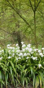 Nature,Forêt,Fleurs