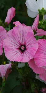 Flowers,Freshness,Petunia,Drops,Greens