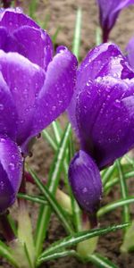 Fraîcheur,Primevère,Crocus,Fleurs,Drops,Source,Printemps