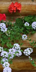 Flowers,Geranium,Wall