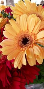 Flowers,Gerberas,Beauty,Bouquet,Bright