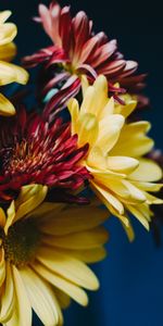 Flowers,Gerberas,Bouquet,Composition