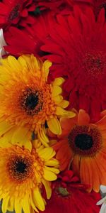 Flowers,Gerberas,Bright,Bouquet,Different