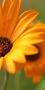 Flowers,Gerberas,Close Up