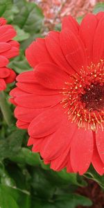 Flowers,Gerberas,Greens,Flower Bed,Flowerbed,Close Up