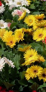 Flowers,Gerberas,Greens,Garden