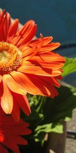 Flores,Par,Cama De Flores,Parterre,Pareja,Gerberas,Soleado