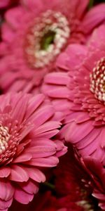 Flowers,Gerberas,Petals,Scarlet,Close Up