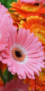 Acuité,Fermer,Gerberas,Gros Plan,Fleurs