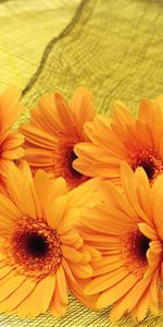 Flowers,Gerberas,To Lie Down,Lie,Grid