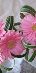 Flowers,Gerberas,Typography,Registration,Composition