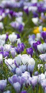 Flowers,Glade,Different,Primrose,Crocuses,Polyana,Spring