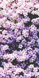 Lilas,Clairière,Fleurs,Polyana