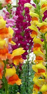 Flowers,Gladiolus,Bright,Greens,Multicolored,Garden