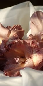 Flowers,Gladiolus,Cloth,Drops,Close Up