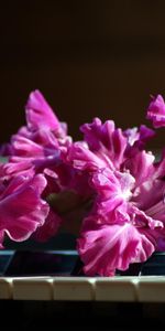 Flowers,Gladiolus,Pink,Keys,Piano