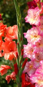 Flowers,Gladiolus,Shine,Light,Bright,Flowerbed,Flower Bed