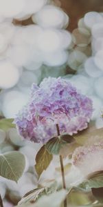 Flowers,Glare,Blur,Smooth,Inflorescence,Inflorescences,Hydrangea