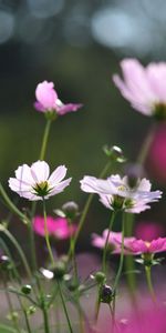 Flowers,Glare,Field