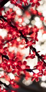 Flowers,Glare,Miscellanea,Miscellaneous,Bokeh,Boquet,Garland