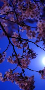 Flores,Noche,Resplandor,Resplandecer,Luna,Sakura