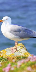 Flowers,Grass,Bird,Gull,Animals,Seagull