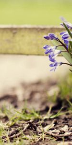 Flowers,Grass,Bloom,Flowering,Plant