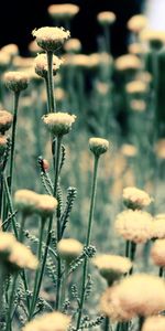 Flowers,Grass,Blur,Smooth,Field